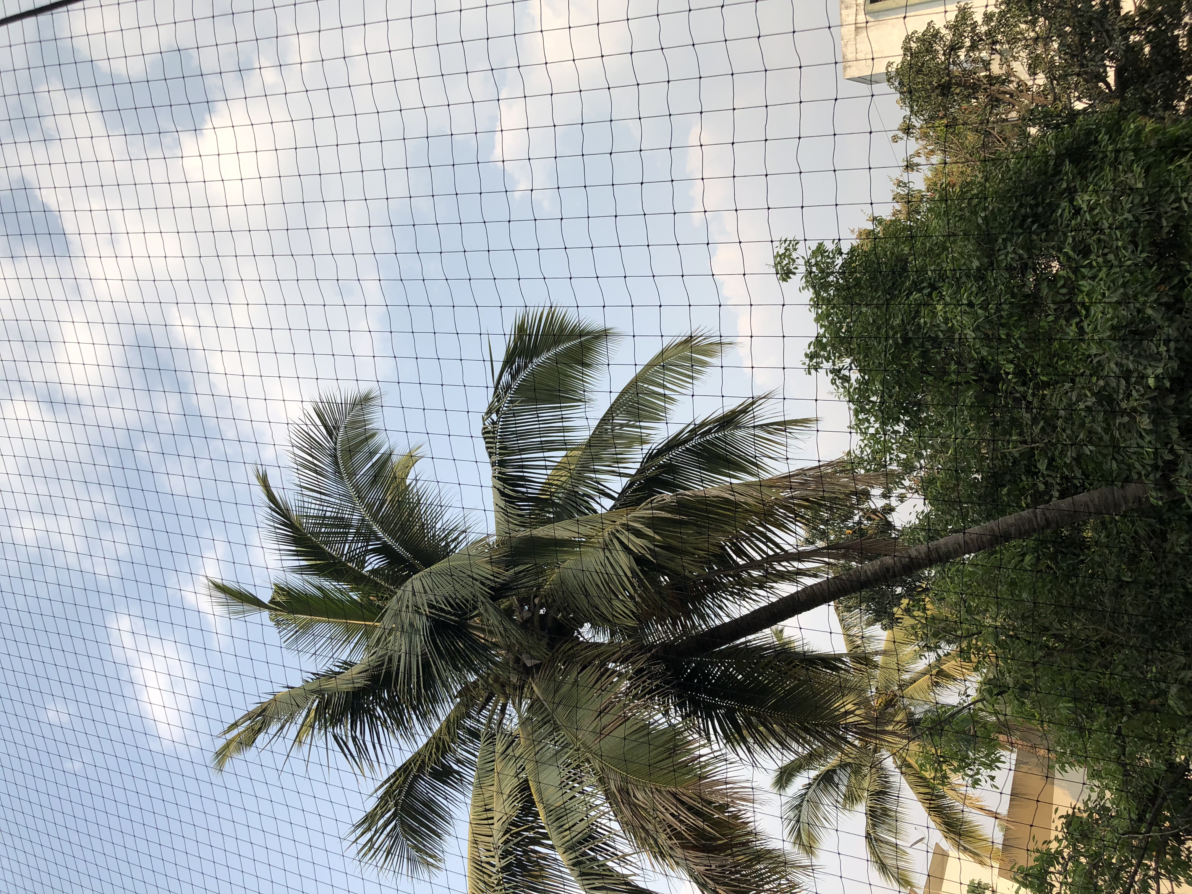 Bird Netting